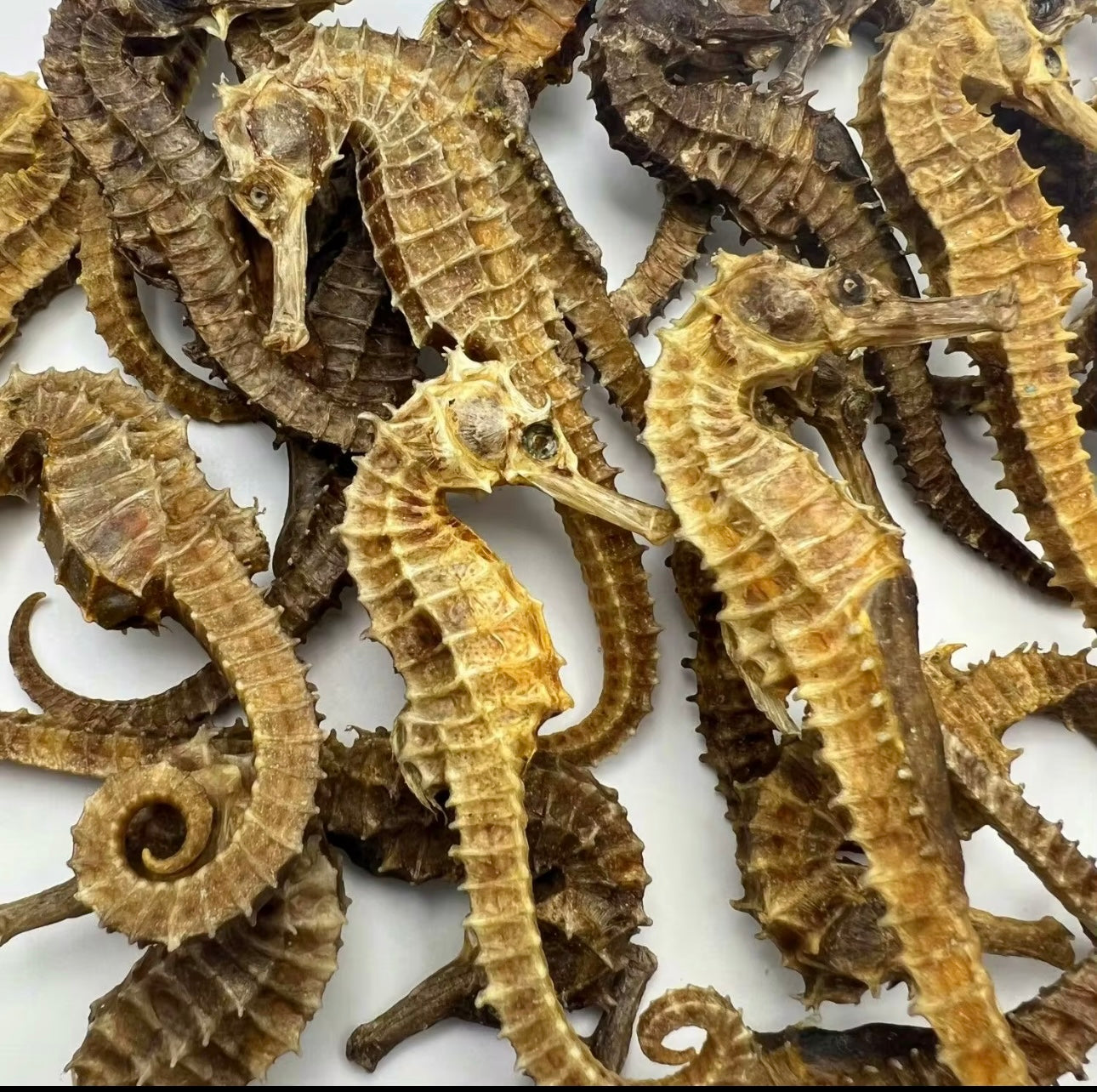 Caballitos de Mar